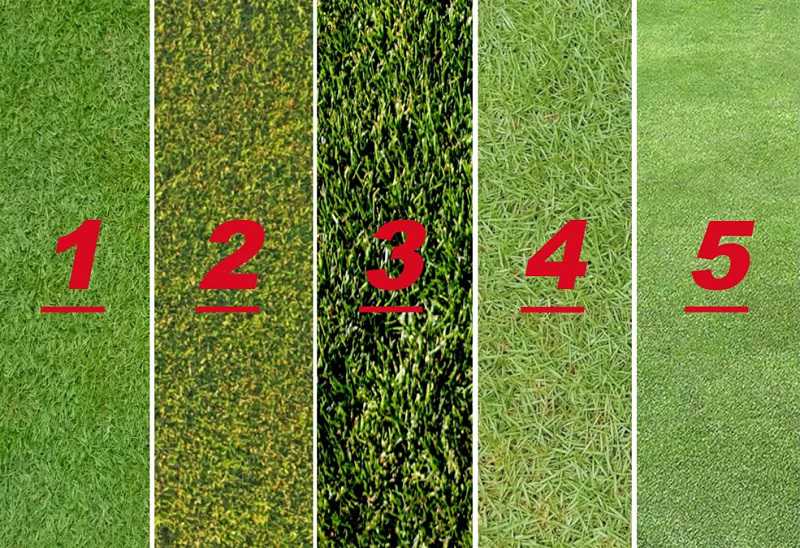 Các loại thảm cỏ sân golf phổ biến và cách phân biệt.
